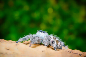 Phidippus regius Bahamas white Bahamas jumping spider family Salticidae animal arachnid. Phidippus regius white Bahamas white and black hairy jumping web spider macro photography.