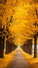 Fototapeta premium A peaceful avenue flanked by majestic gingko trees with vibrant yellow foliage, creating a canopy of golden leaves overhead