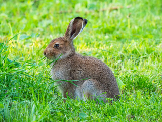 Mountain hare (Lepus timidus) eating grass