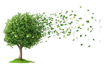 Tree with leaves blowing in the wind transparent background