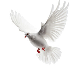 Fototapeta premium Elegant white dove mid-flight with outstretched wings , symbolizing peace, freedom, and hope. isolated PNG background.
