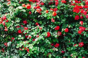 So Beautiful Red Flowers Near the Maiden Tower.  Baku, Azerbaijan.