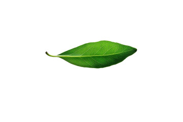 Obraz premium Green leaf on white isolated background transparent background