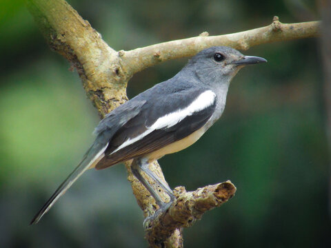 Black doyel sitting on a branch 