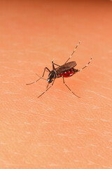 Mosquito that carries dengue fever, Zika virus is sucking blood on human skin.