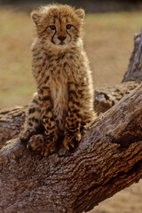 Cheetah