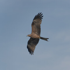 A majestic eagle gracefully soars through a clear blue sky, showcasing its powerful wings against the serene backdrop. Captures the essence of freedom and strength.