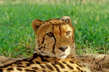 Cheetah