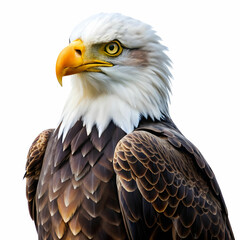 Obraz premium eagle bird on white background