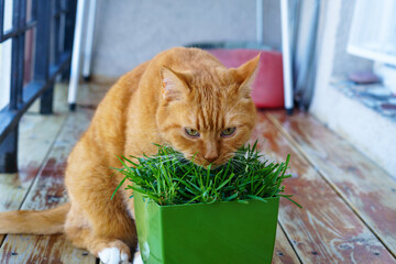 Domestic ginger cat. A cat and a pot of grass. Red cat eats grass.