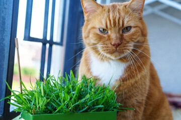 Domestic ginger cat. A cat and a pot of grass. Red cat eats grass.