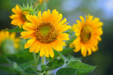 Selective focus. Yellow Sun flower