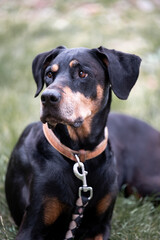 Dobermann Rottweiler Mischling. Alter Hund. Graue Haare