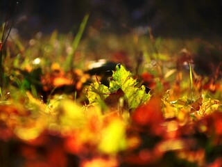 autumn leaves on the ground