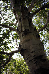 Large tree - Botanical garden - Durham - England - UK