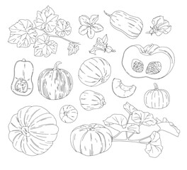 linear vector set of drawn pumpkins of different shapes with leaves and flowers