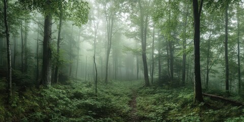 Obraz premium A misty forest scene with lush greenery and a serene atmosphere.