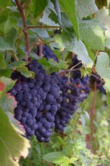 Raisins Pinot noir et feuillage dans la vigne en Bourgogne	
