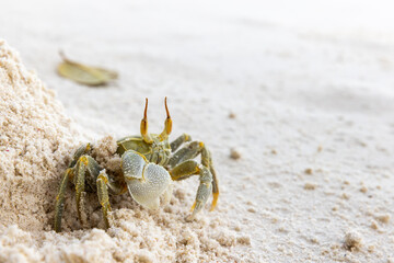 Horned ghost crab or horn-eyed ghost crab sits on white coastal sand