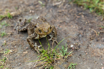 Common toad is on a dirty ground, frog close-up photo