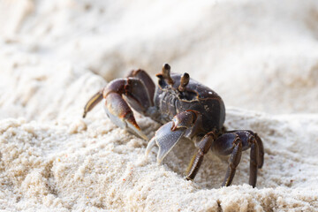 Ghost crab sits on white coastal sand of Praslin island,