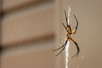 Black and Yellow Garden Spider (Argiope Aurantia, Writing Spider, Corn Spider) on a Web Outside