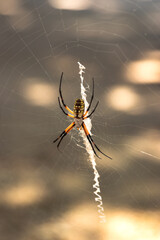 Black and Yellow Garden Spider (Argiope Aurantia, Writing Spider, Corn Spider) on a Web Outside