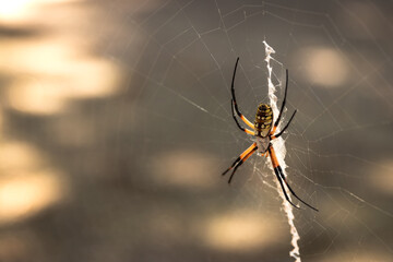 Black and Yellow Garden Spider (Argiope Aurantia, Writing Spider, Corn Spider) on a Web Outside