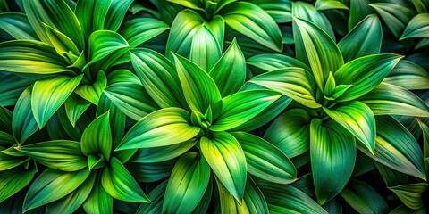 Basking in natural light, the vibrant green lily foliage displays its elegant leaves, highlighting the intricate beauty of nature and bringing a refreshing touch to any setting.