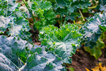 Kohlrabi, also called German turnip or turnip cabbage, is a biennial vegetable, a low, stout cultivar of wild cabbage.