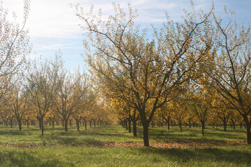 verger avec mirabelliers aux couleurs d'automne