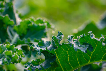 Kohlrabi, also called German turnip or turnip cabbage, is a biennial vegetable, a low, stout cultivar of wild cabbage.