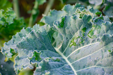 Kohlrabi, also called German turnip or turnip cabbage, is a biennial vegetable, a low, stout cultivar of wild cabbage.