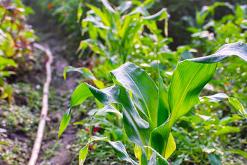 A small cornplant close up macro shot in a winter morning in north india.