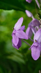 Close-Up of Purple Petrea Flowers in a Lush Green Garden