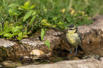 Cute juvenile blue tit bird sitting on a small rock in a stream of water with head turned towards left and vegetation in the blurred background