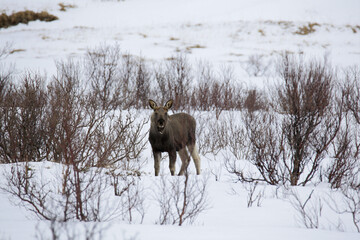 Cucciolo di alce sta mangiando nella neve sull'isola di Andoya (Vesteralen) in Norvegia. Febbraio...