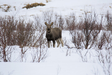 Cucciolo di alce sta mangiando nella neve sull'isola di Andoya (Vesteralen) in Norvegia. Febbraio...