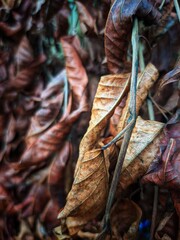 "Withered Leaves and Branches on a Dead Tree &ndash; Symbol of Decay and Nature&rsquo;s Cycle"