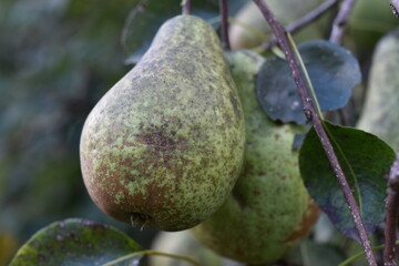 Organic pear on the tree