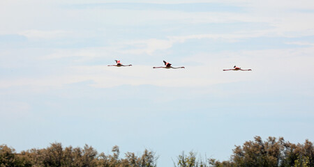pink flamingos fly free in the sky during the migration season