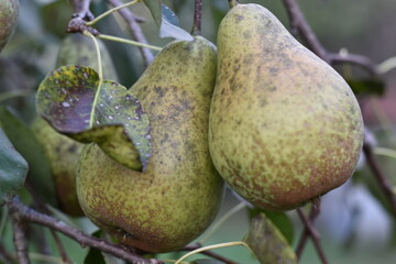 Organic pear on the tree