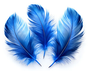 Obraz premium A set of three delicate blue feathers laid out on a white background, showcasing their soft, fluffy texture and vibrant color.