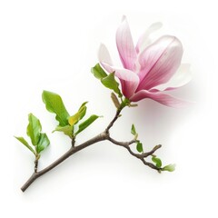 Obraz premium Magnolia flower blossom petal plant.