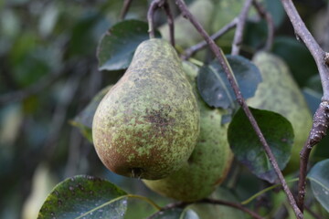 Organic pear on the tree
