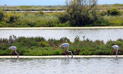Three pink flamingos with extremely long legs are searching for food at the bottom of a shallow pond