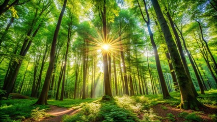 Obraz premium Tranquil forest scene with sunlight filtering through trees and vibrant green foliage in nature