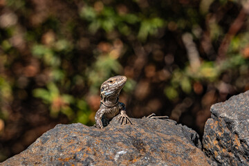 Curious lizard peeking out from a rock in the wild. Its scientific name is Gallotia galloti palmae