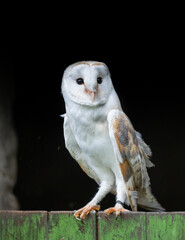 Barn Owl in barn