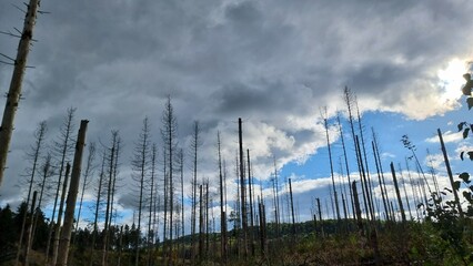 Dead forest in autumn light